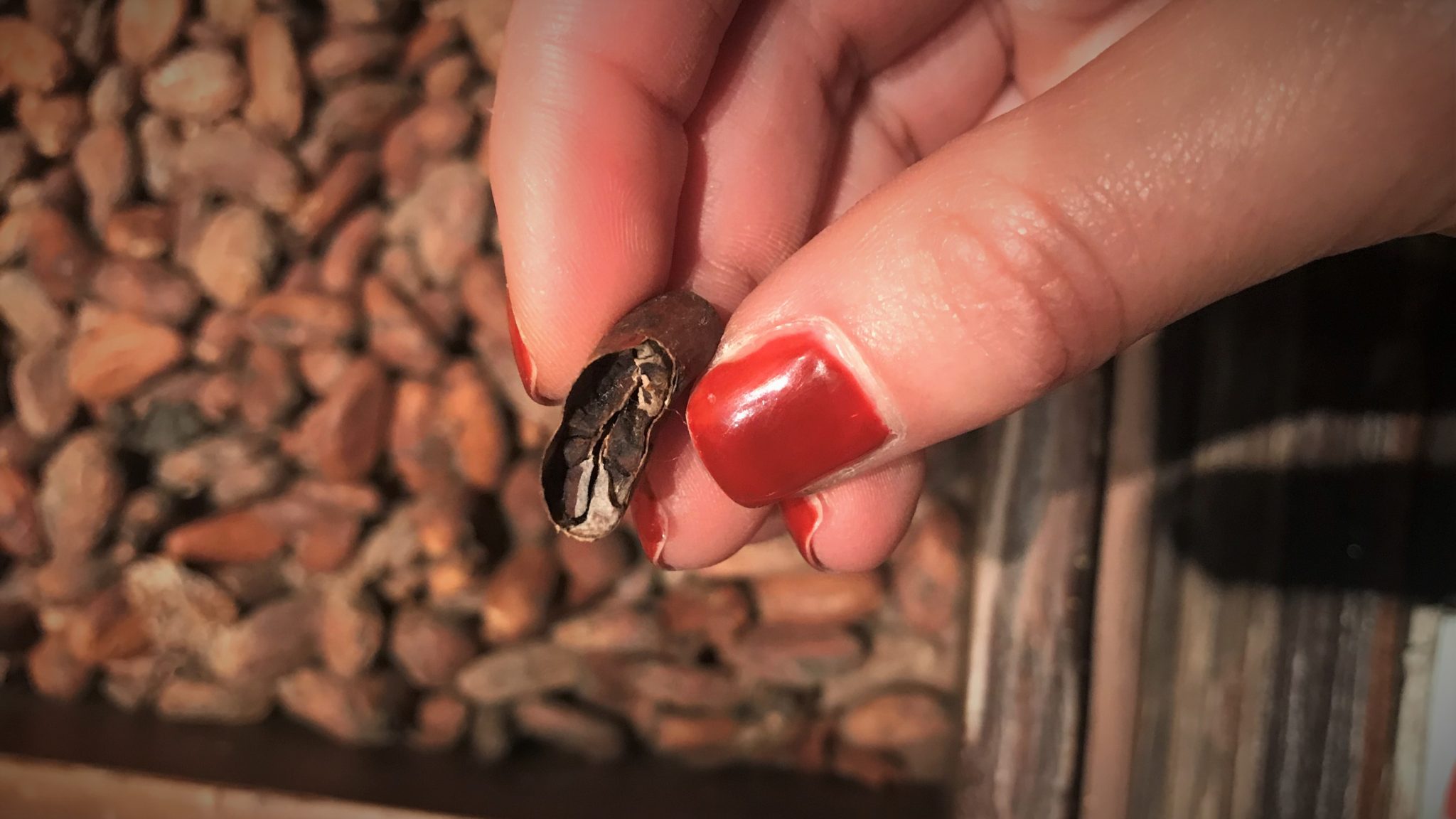 The cacao