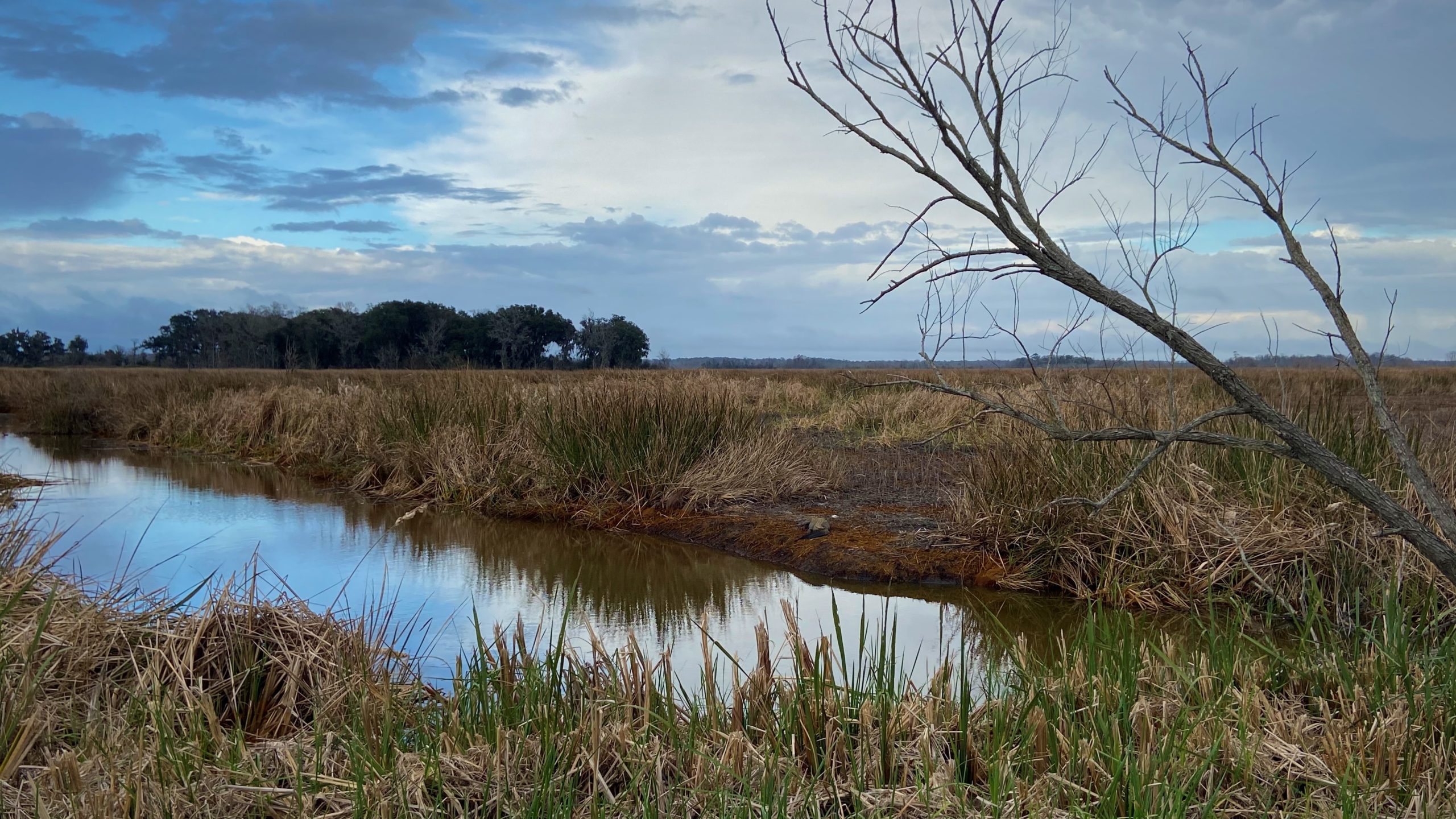 Savannah Marshland