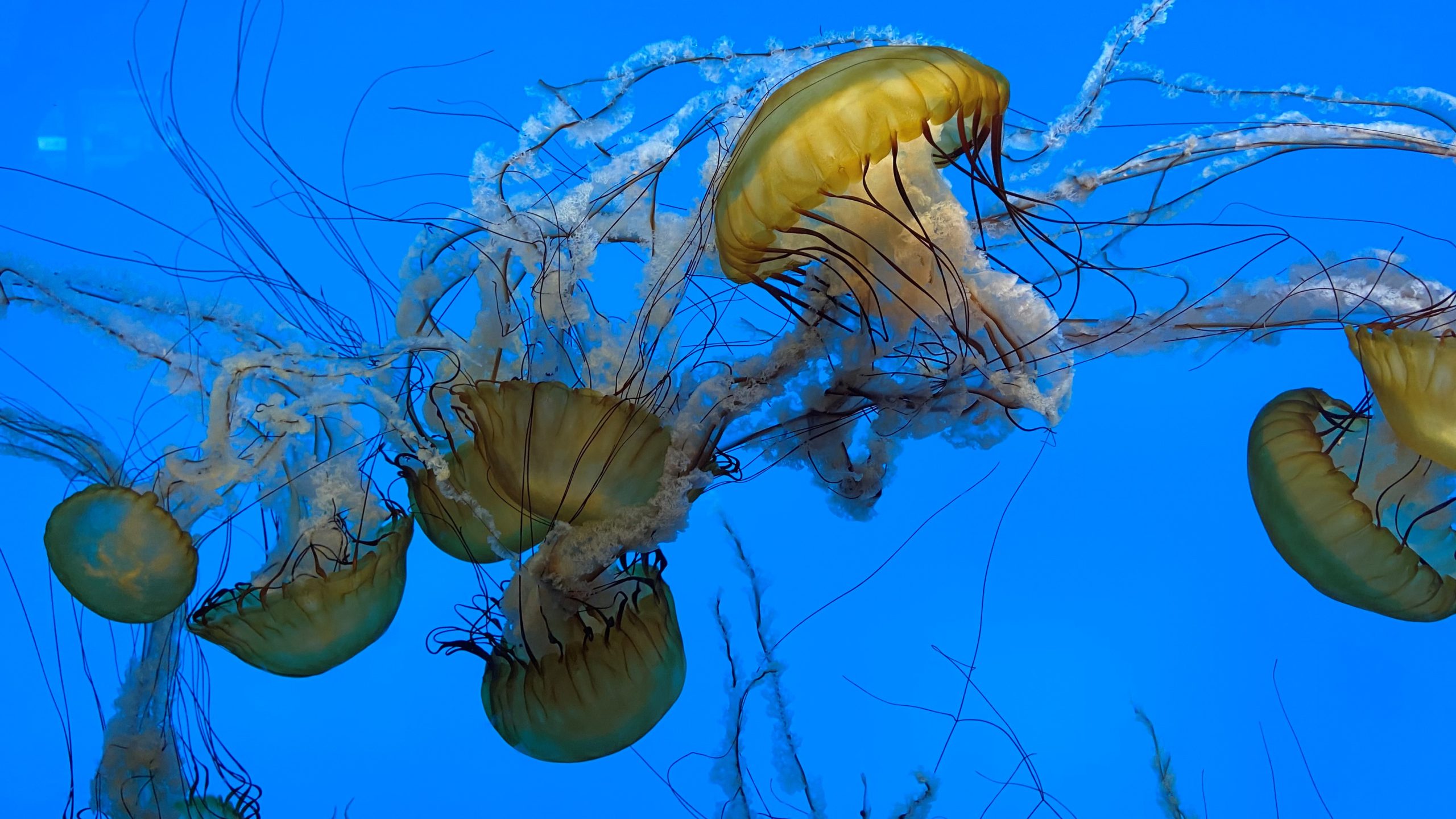 Jellies