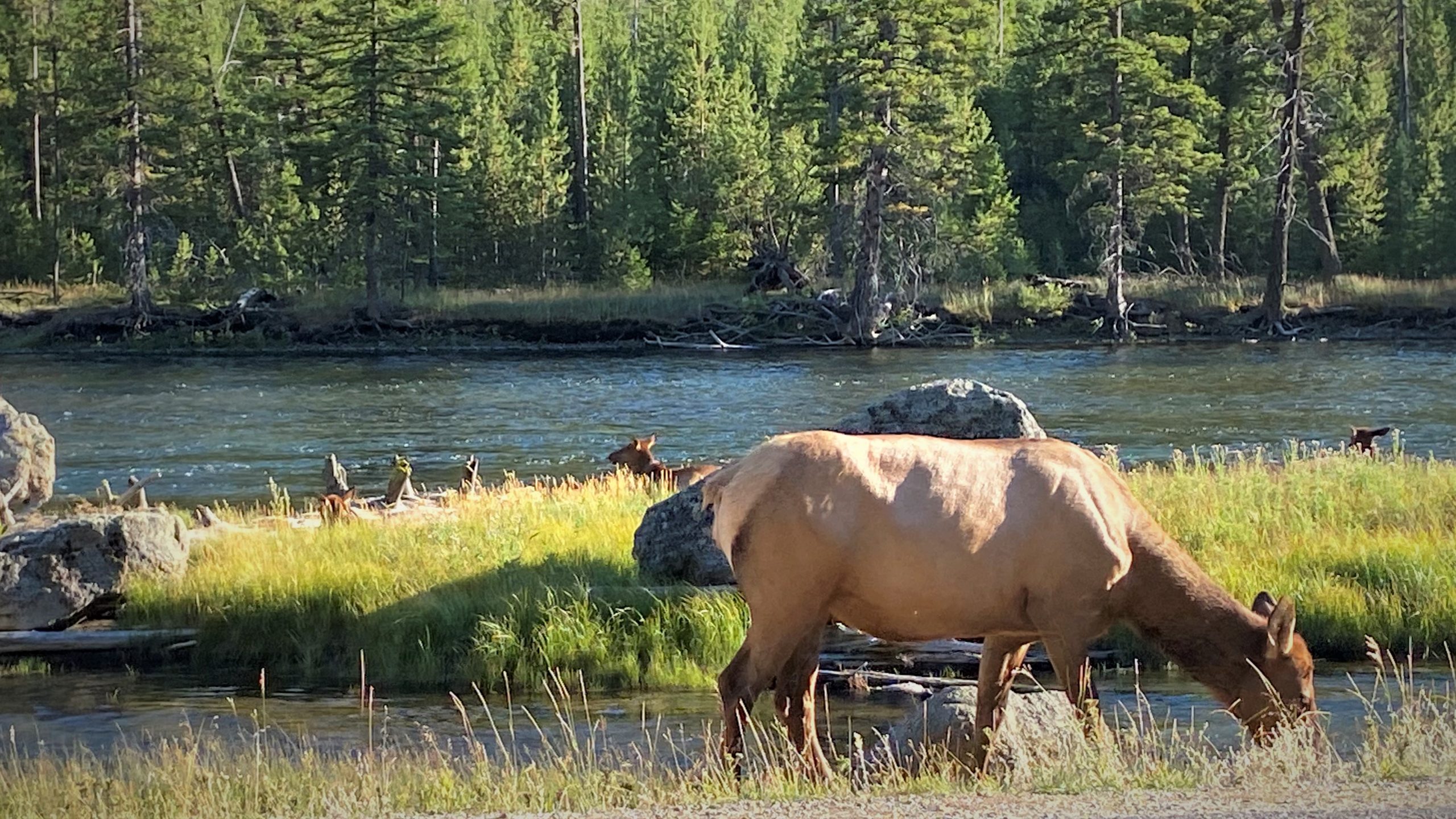 WIldlife