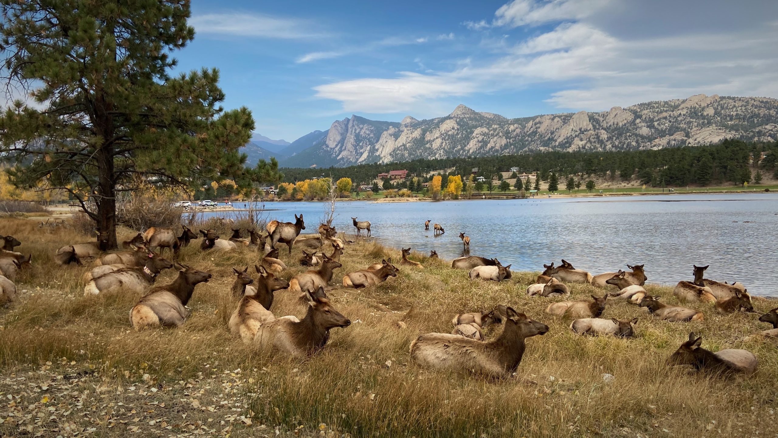 Elk Szn