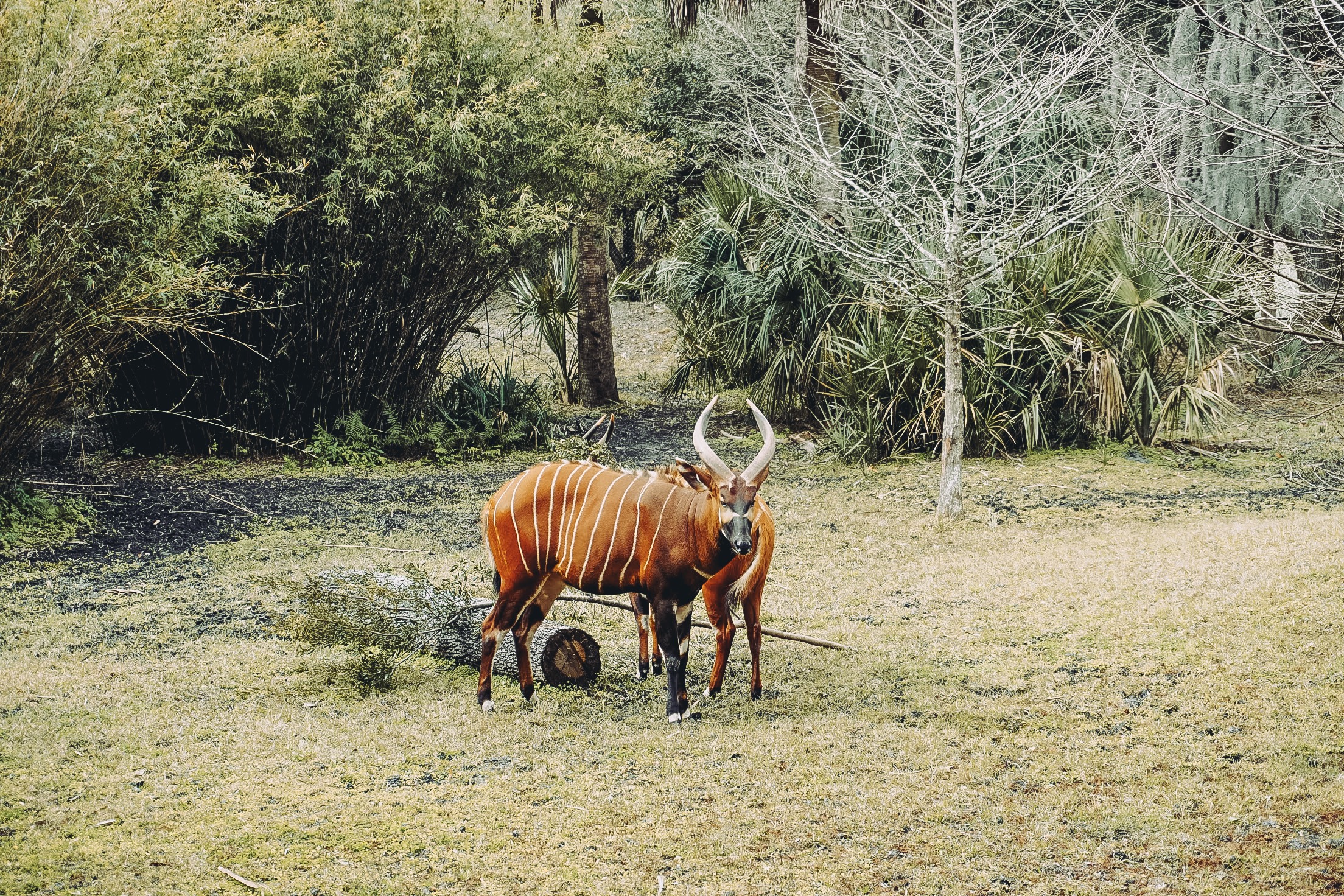 Safari section