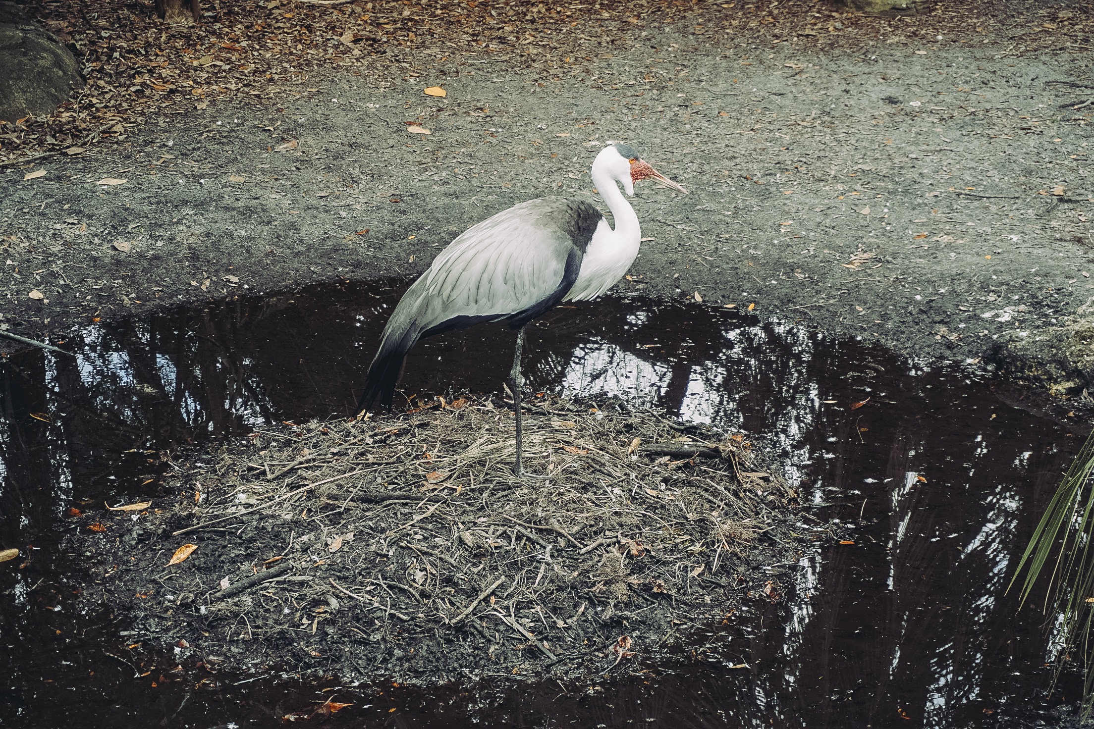 Made himself a moat