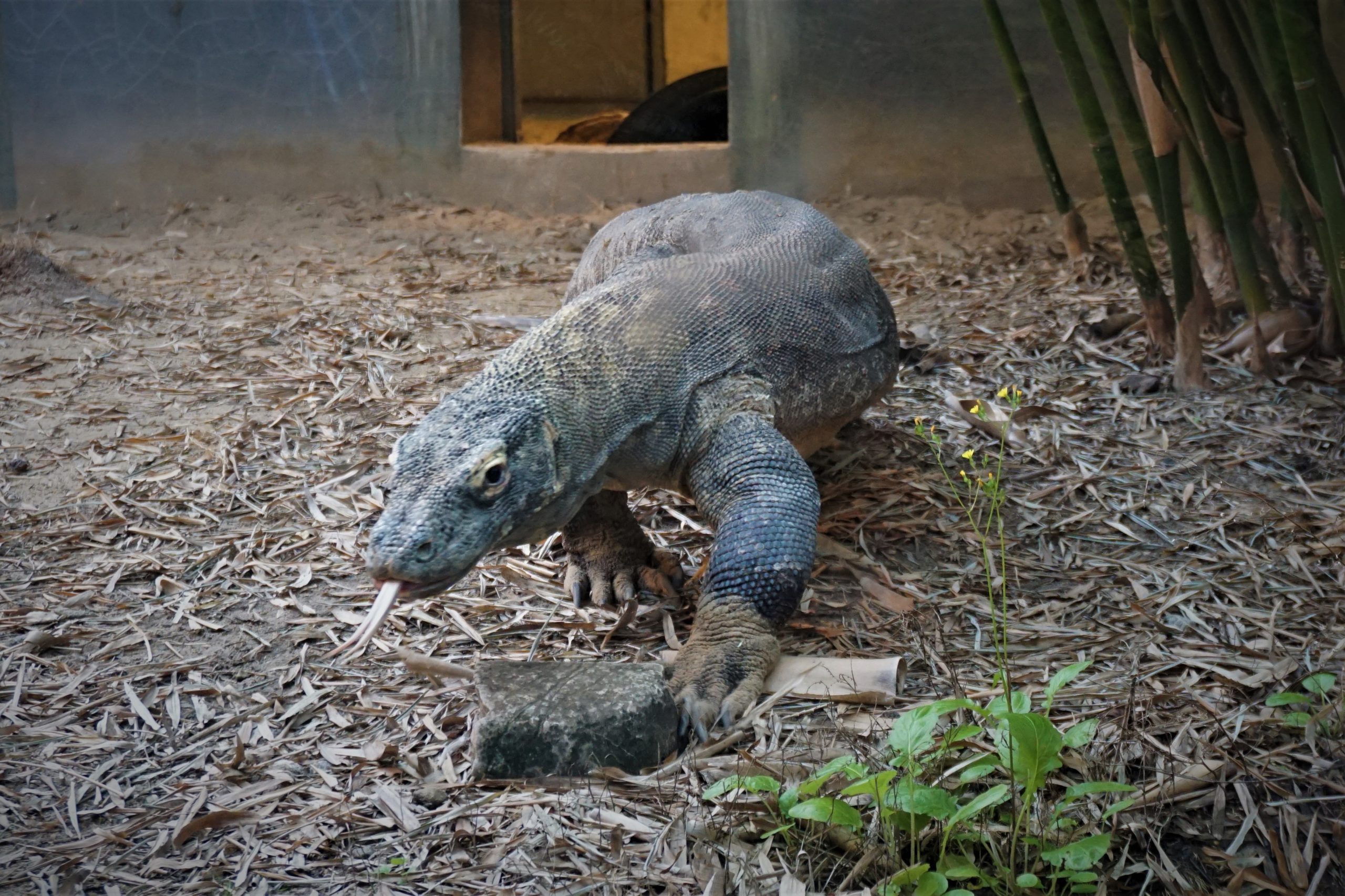 Komodo time