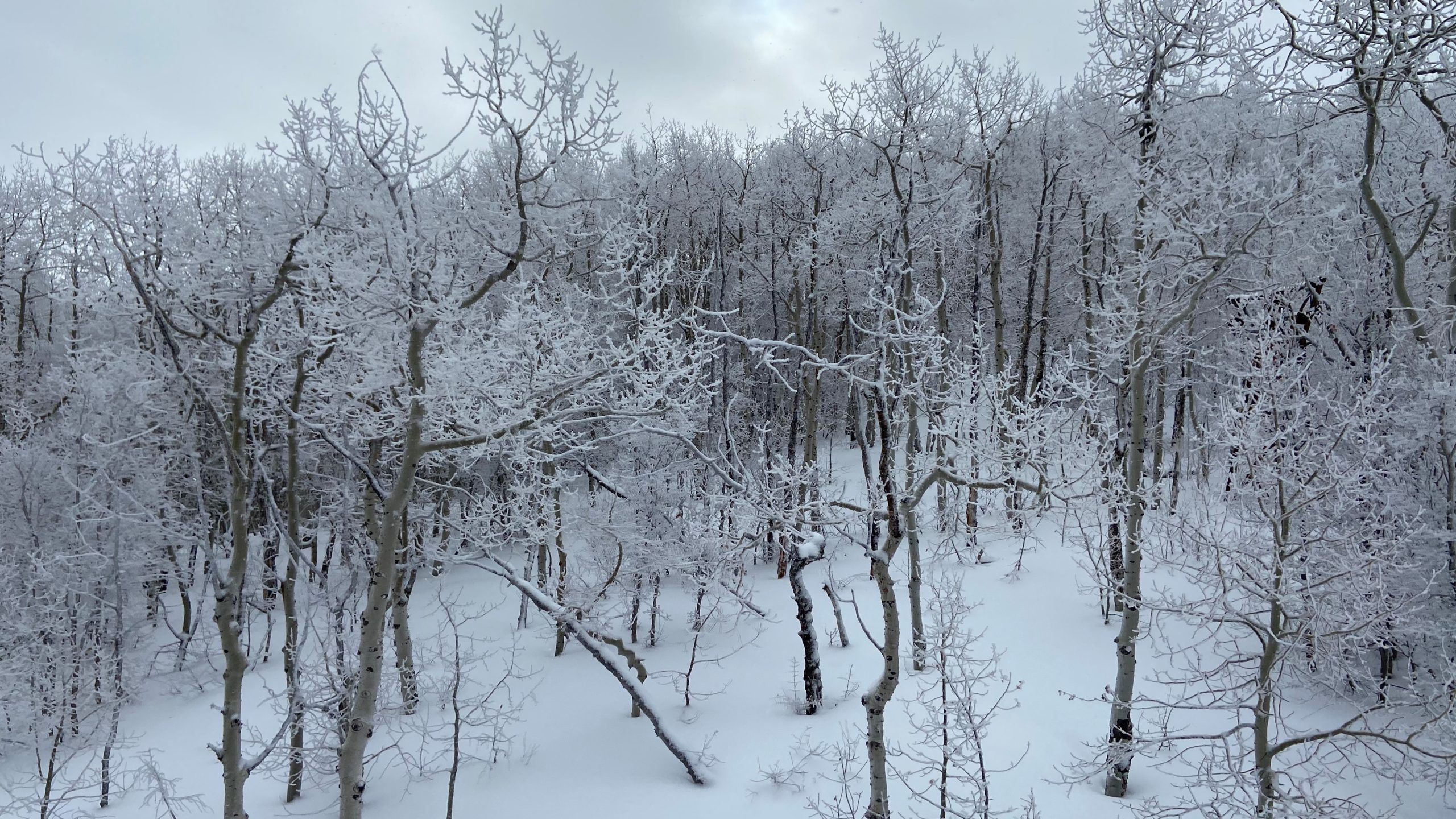 Whiteout