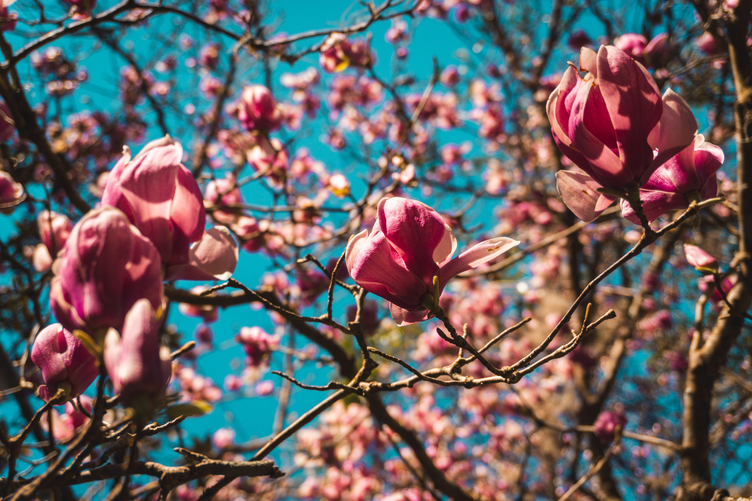 Spring is close