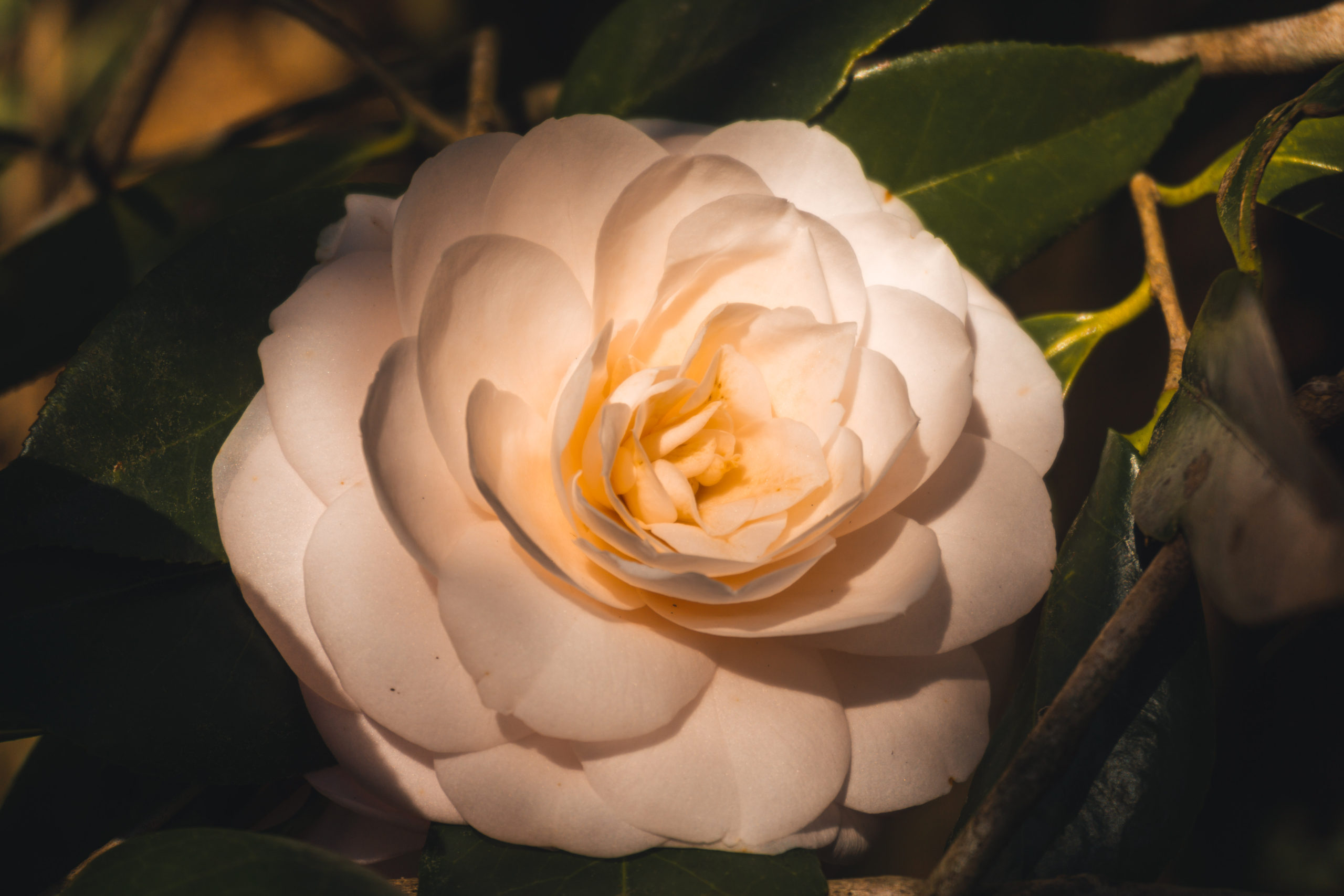 Shaded Bloom