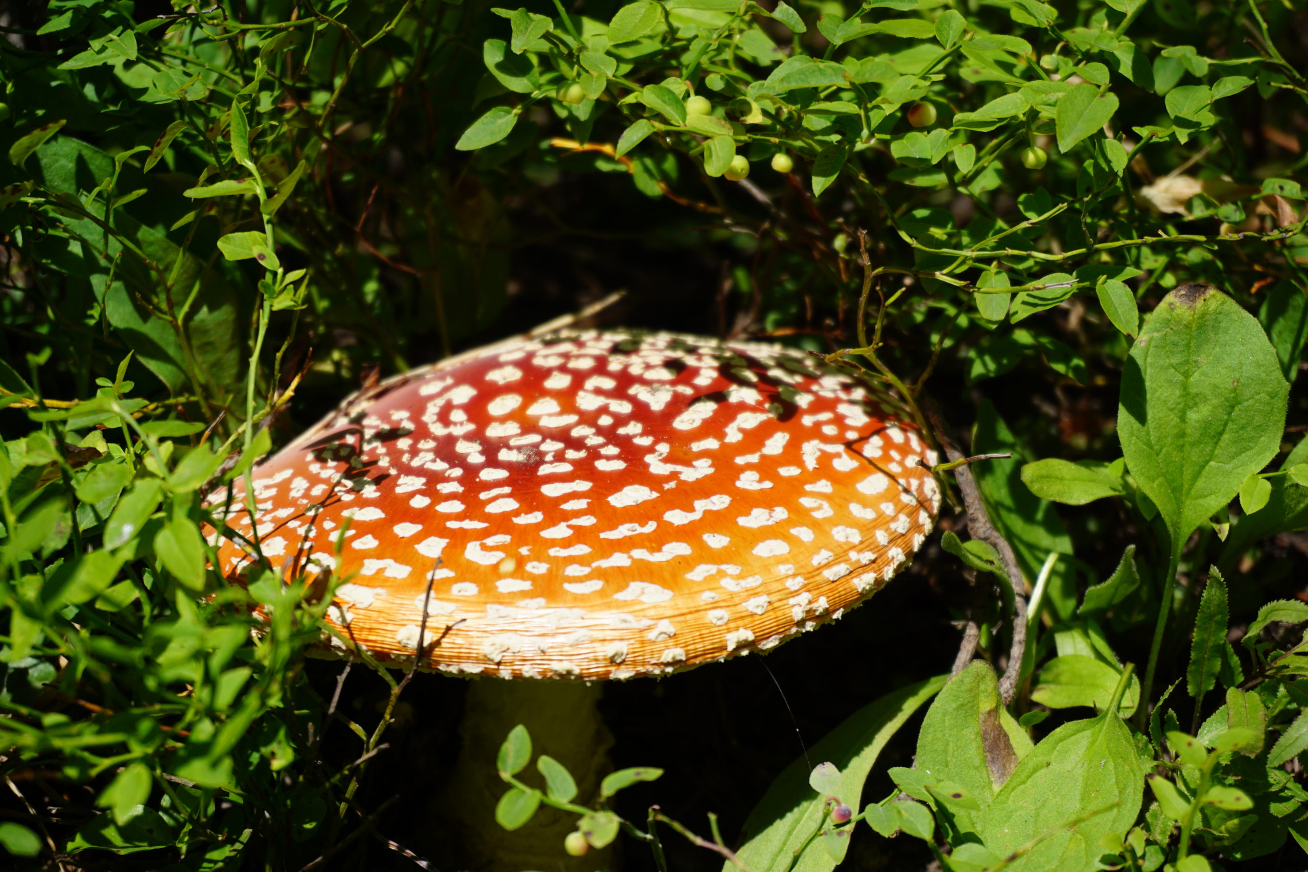 mushroom 2