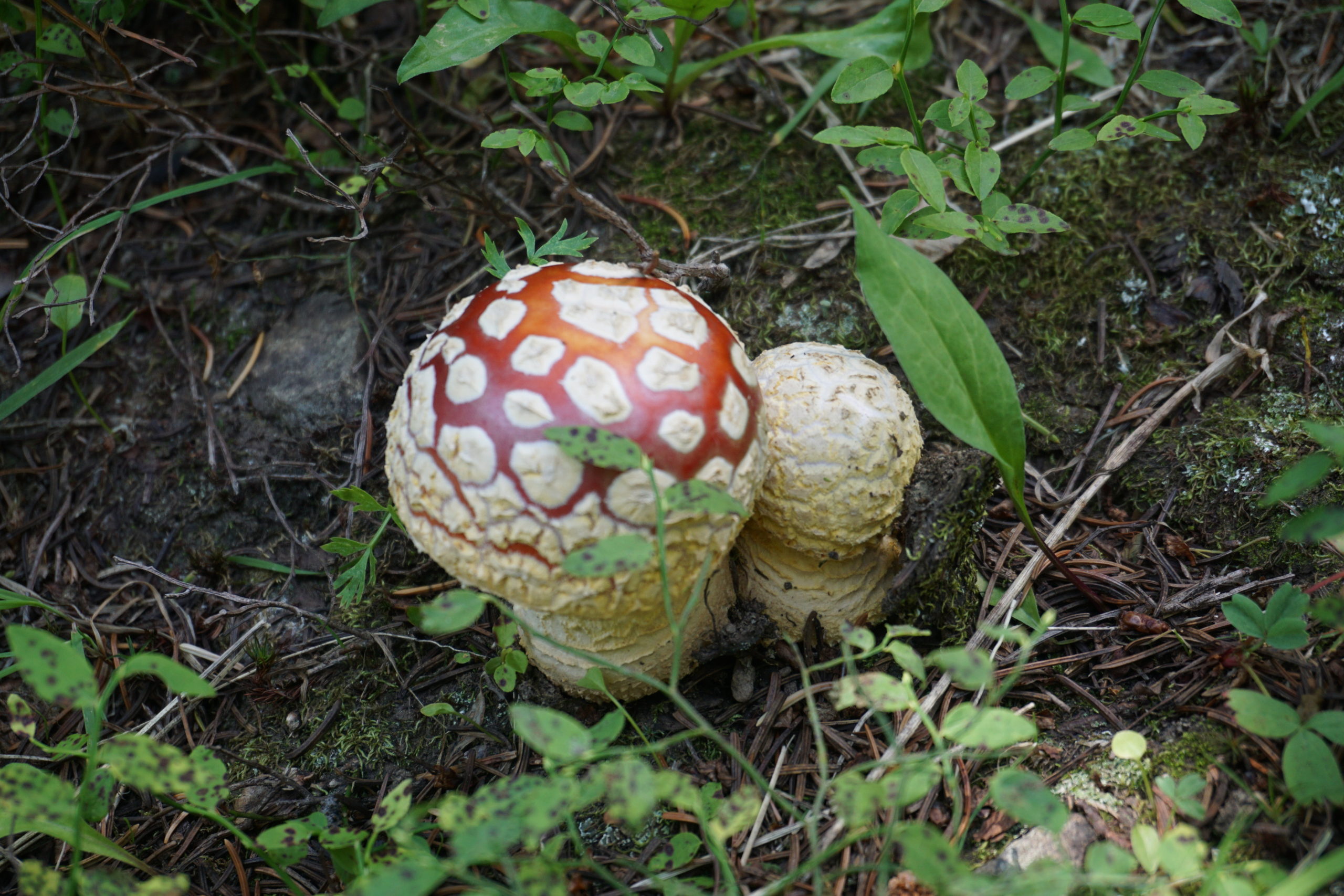 mushroom 1