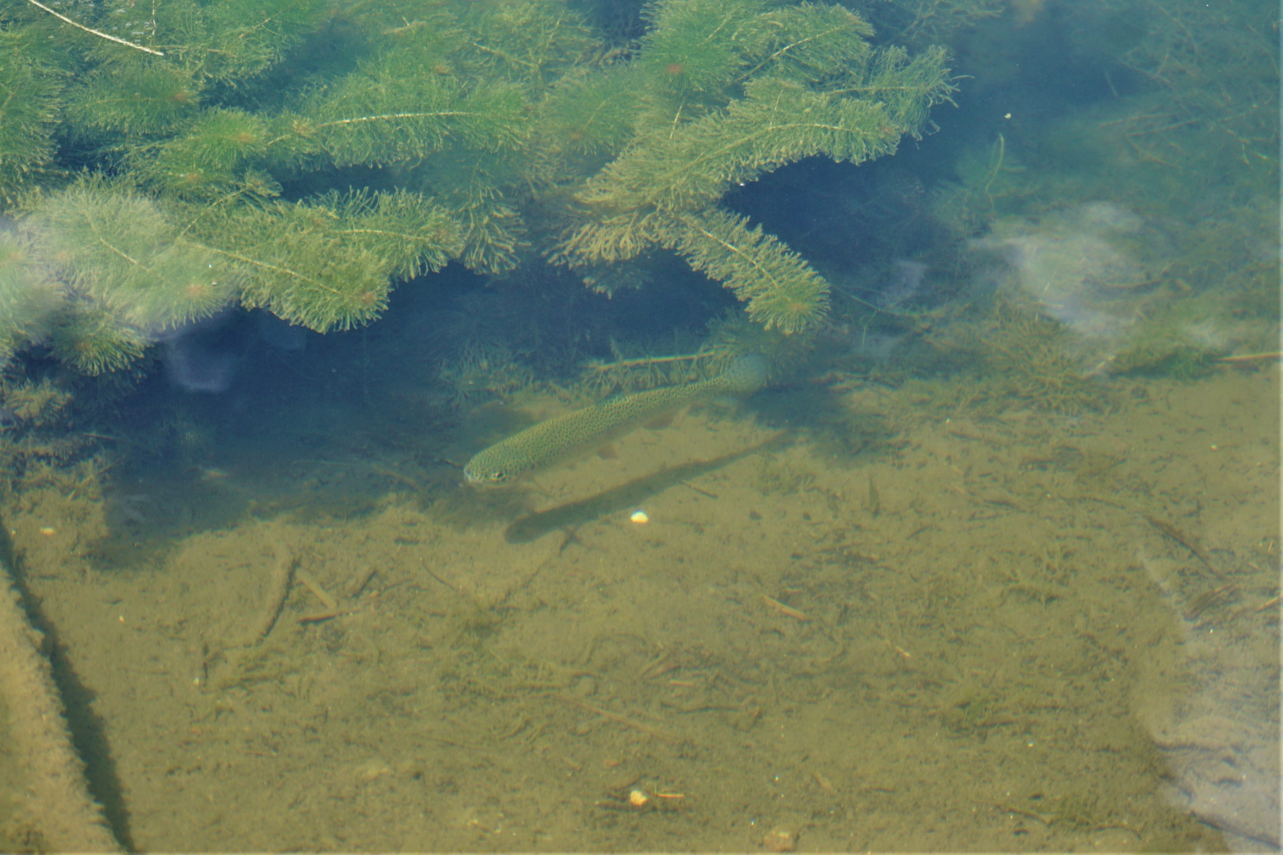 Fly Fishing