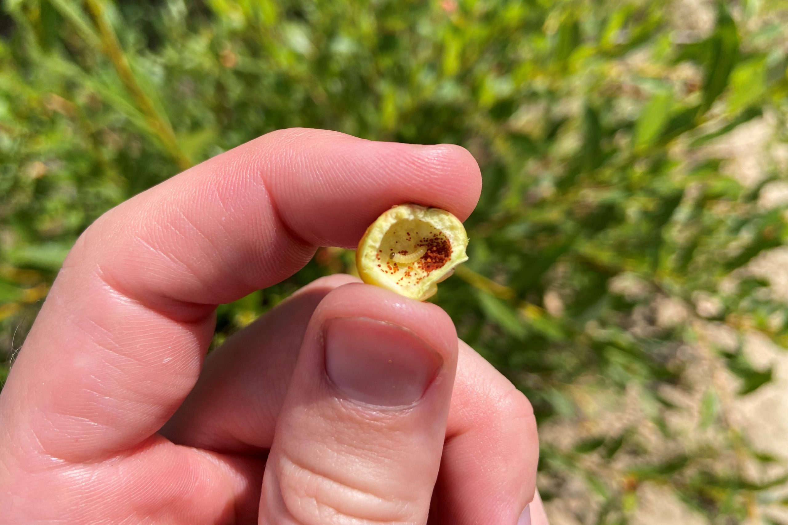 gall sawflies