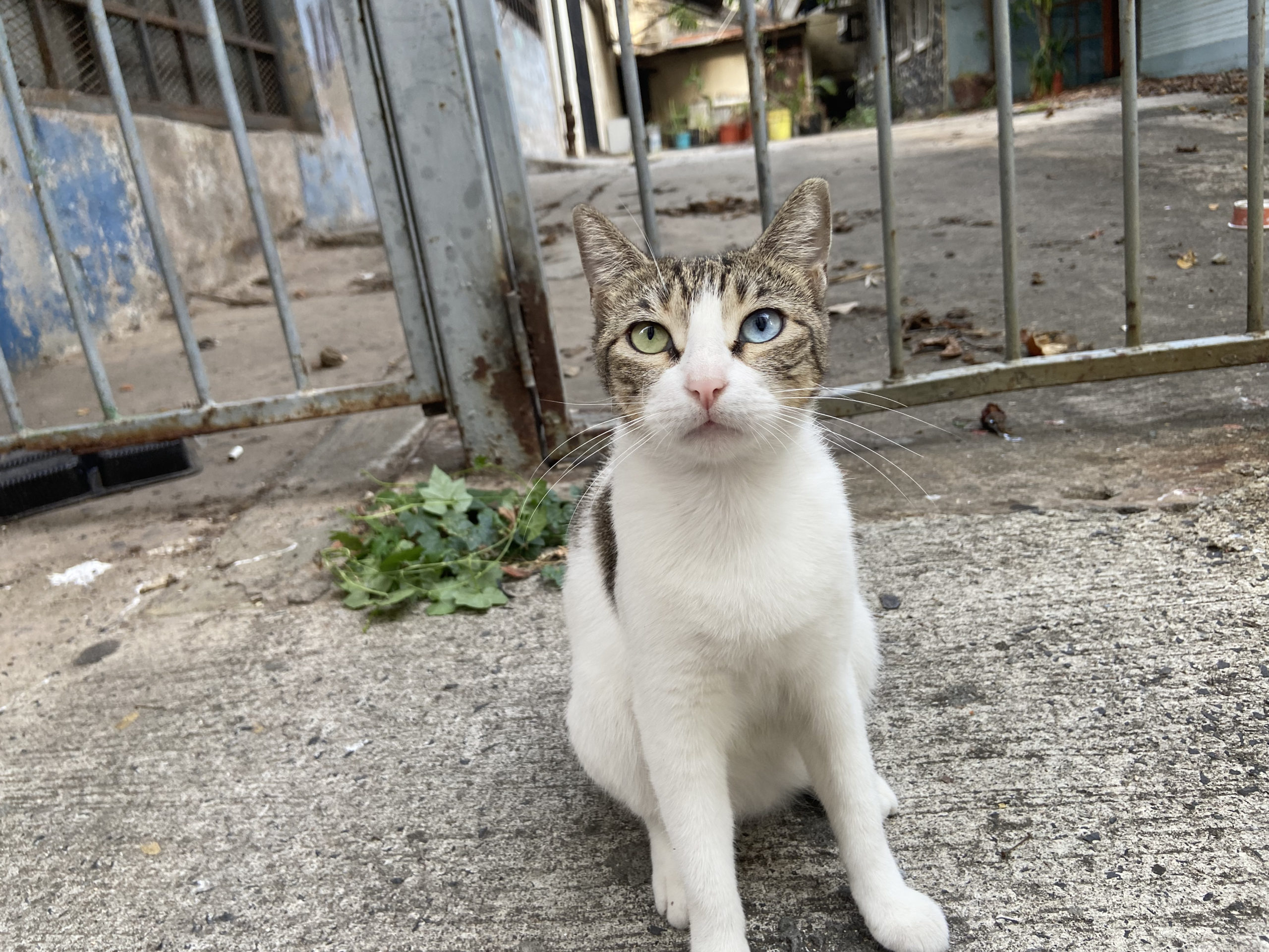 Casco viejo cat 1