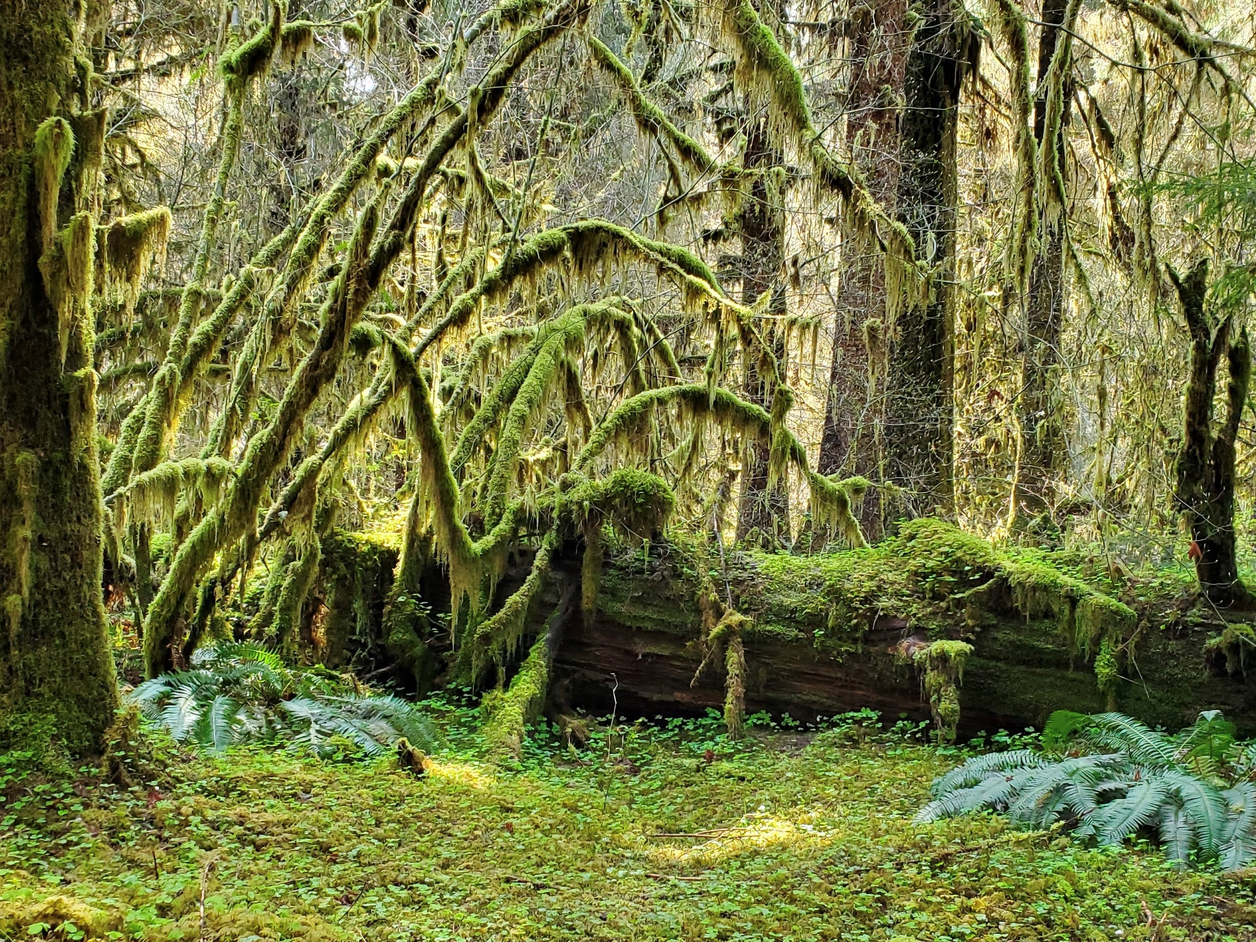 Olympic Forest 1