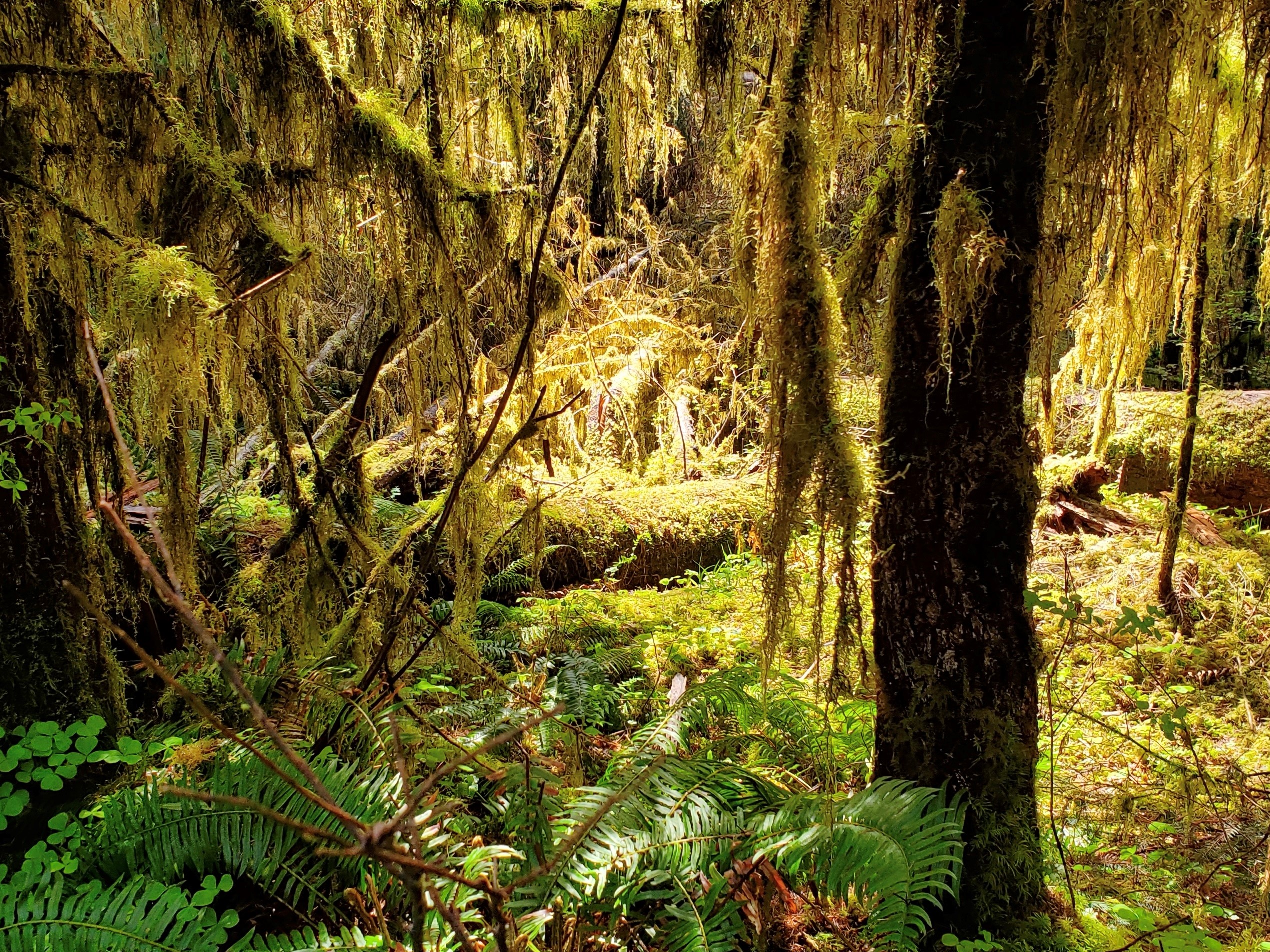 Olympic Forest 2