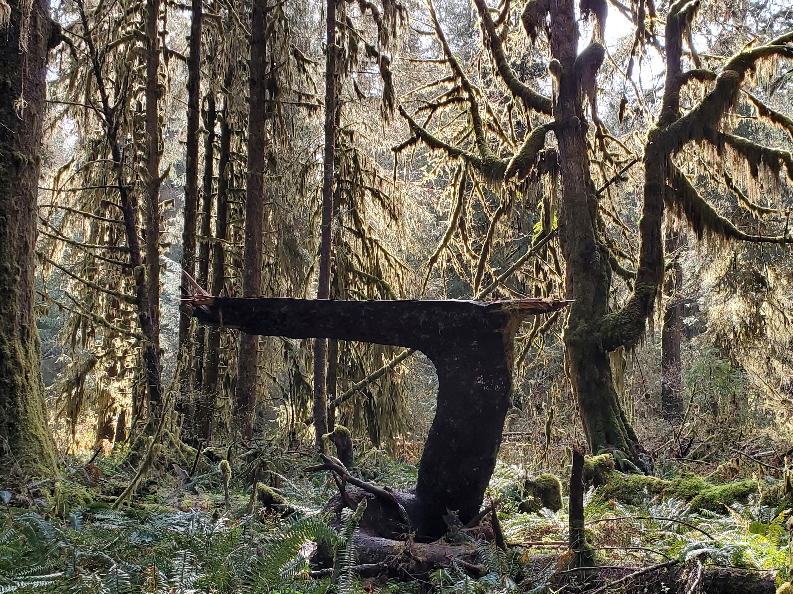 Olympic Forest 3