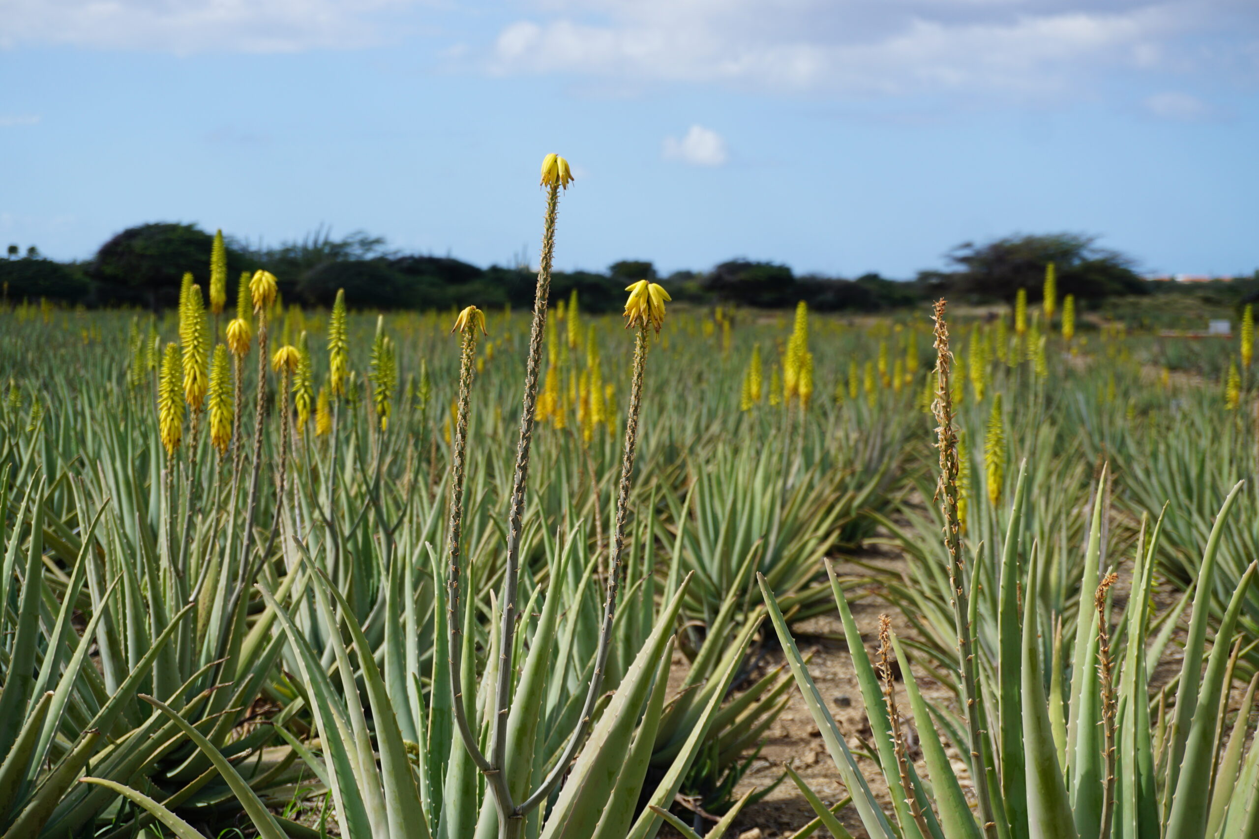 Aloe Farm