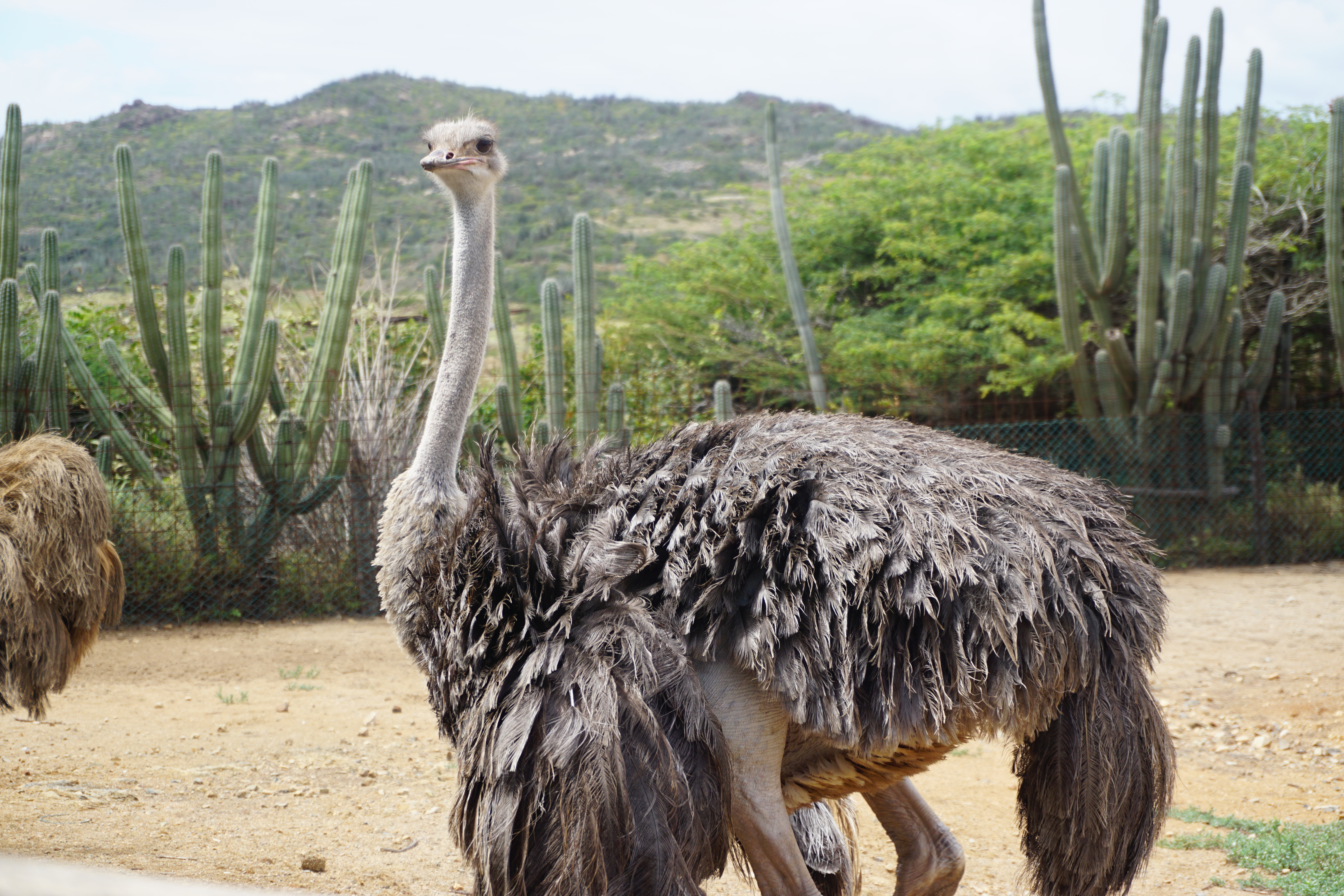 Big 'ole Ostrich