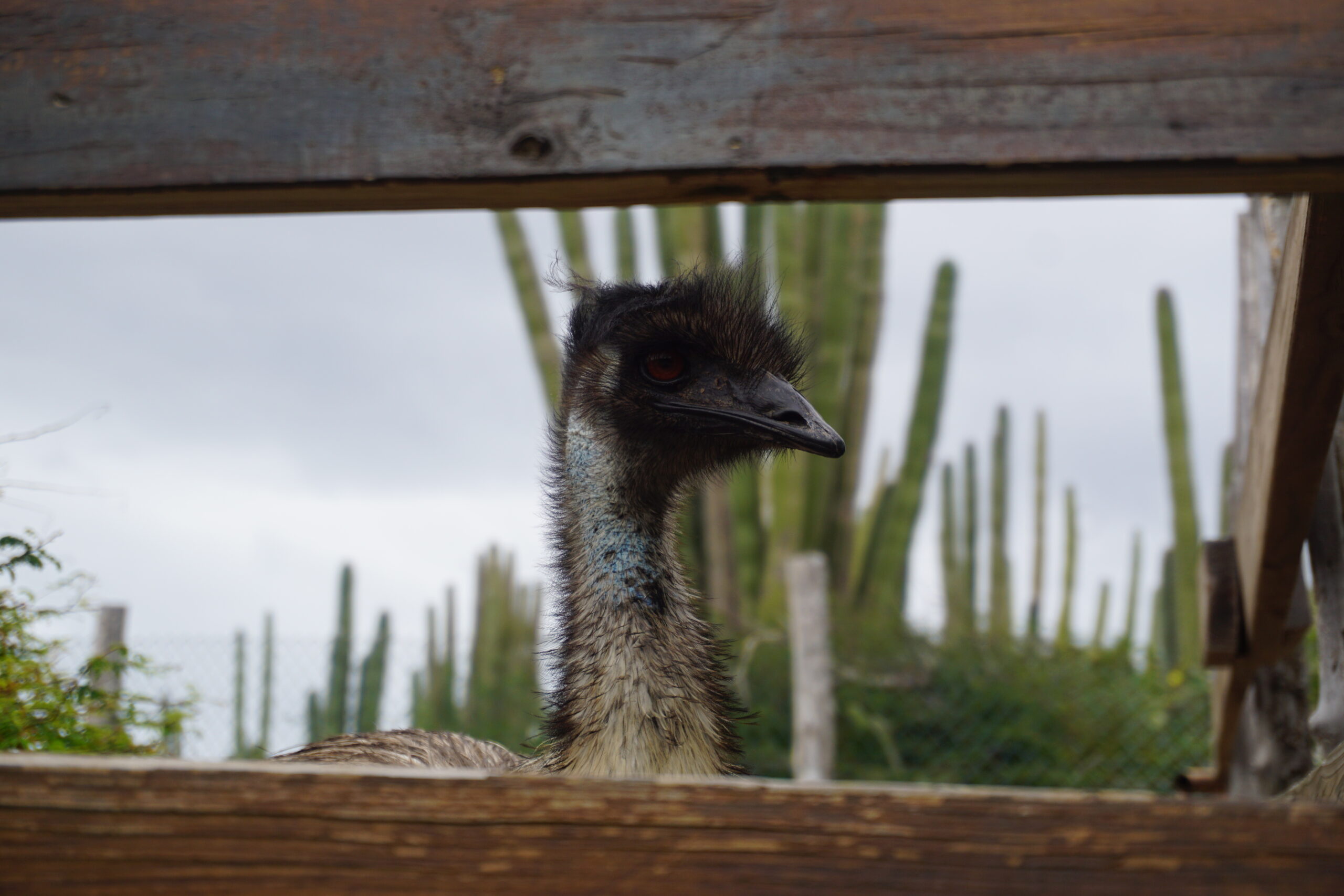 And an Emu
