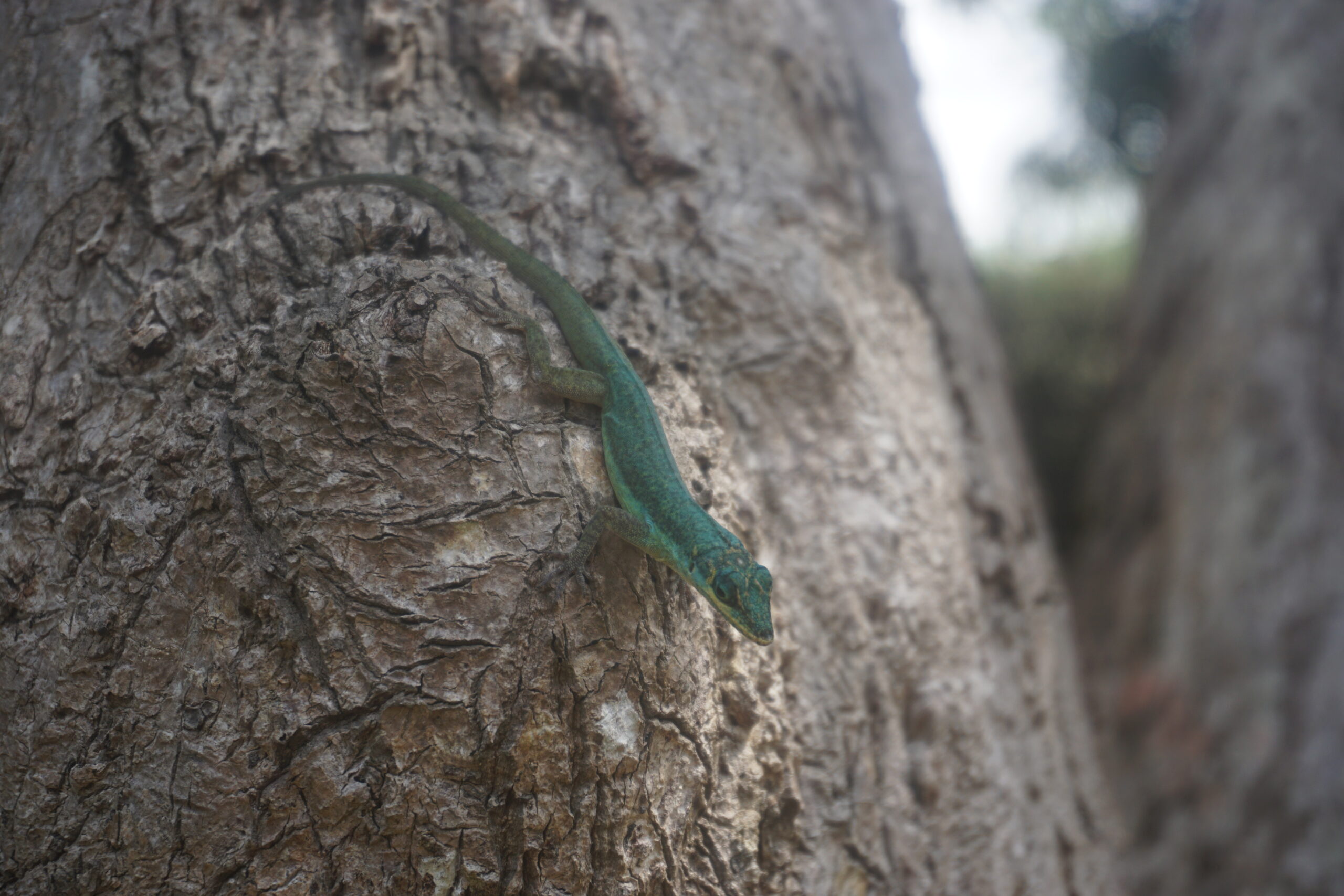 Grenada tree anole