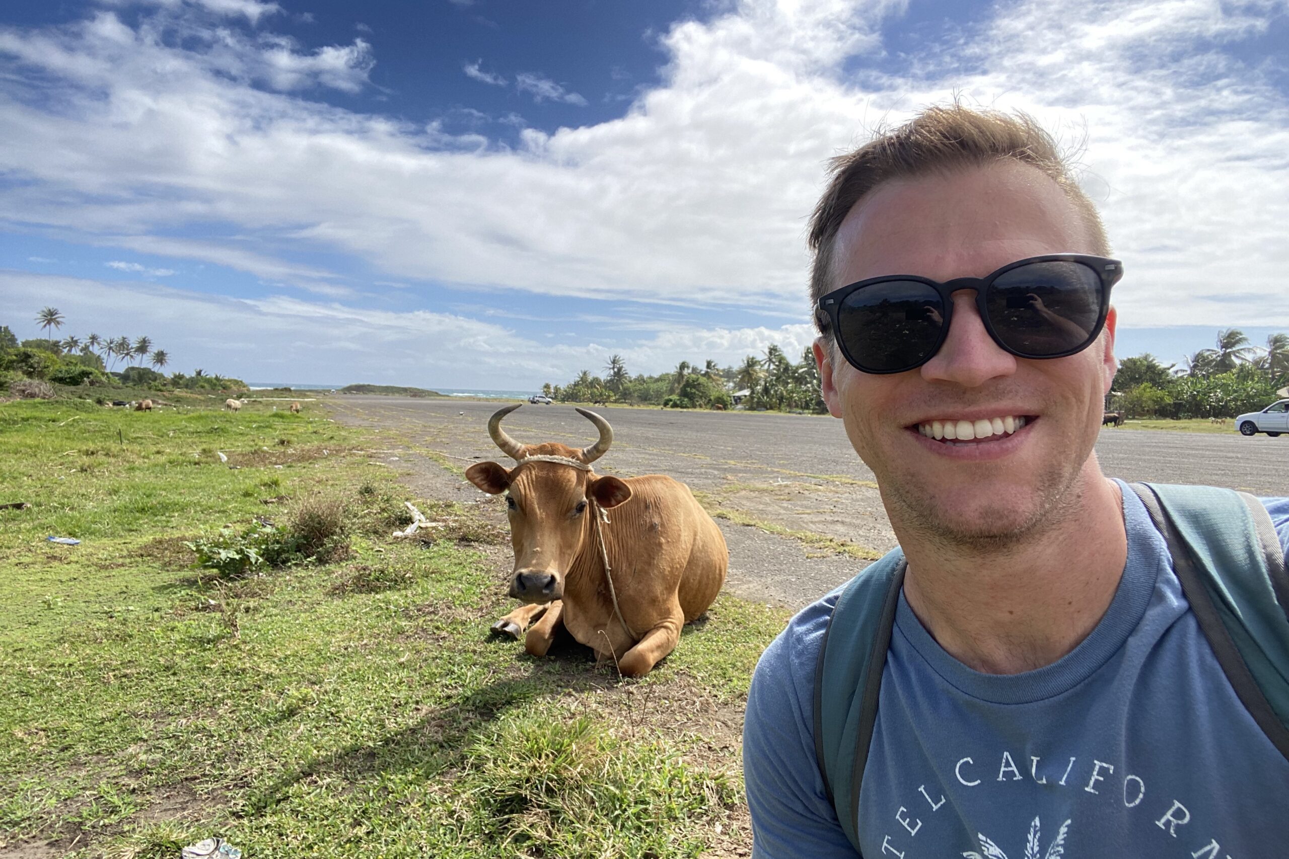 Cows control the runway now