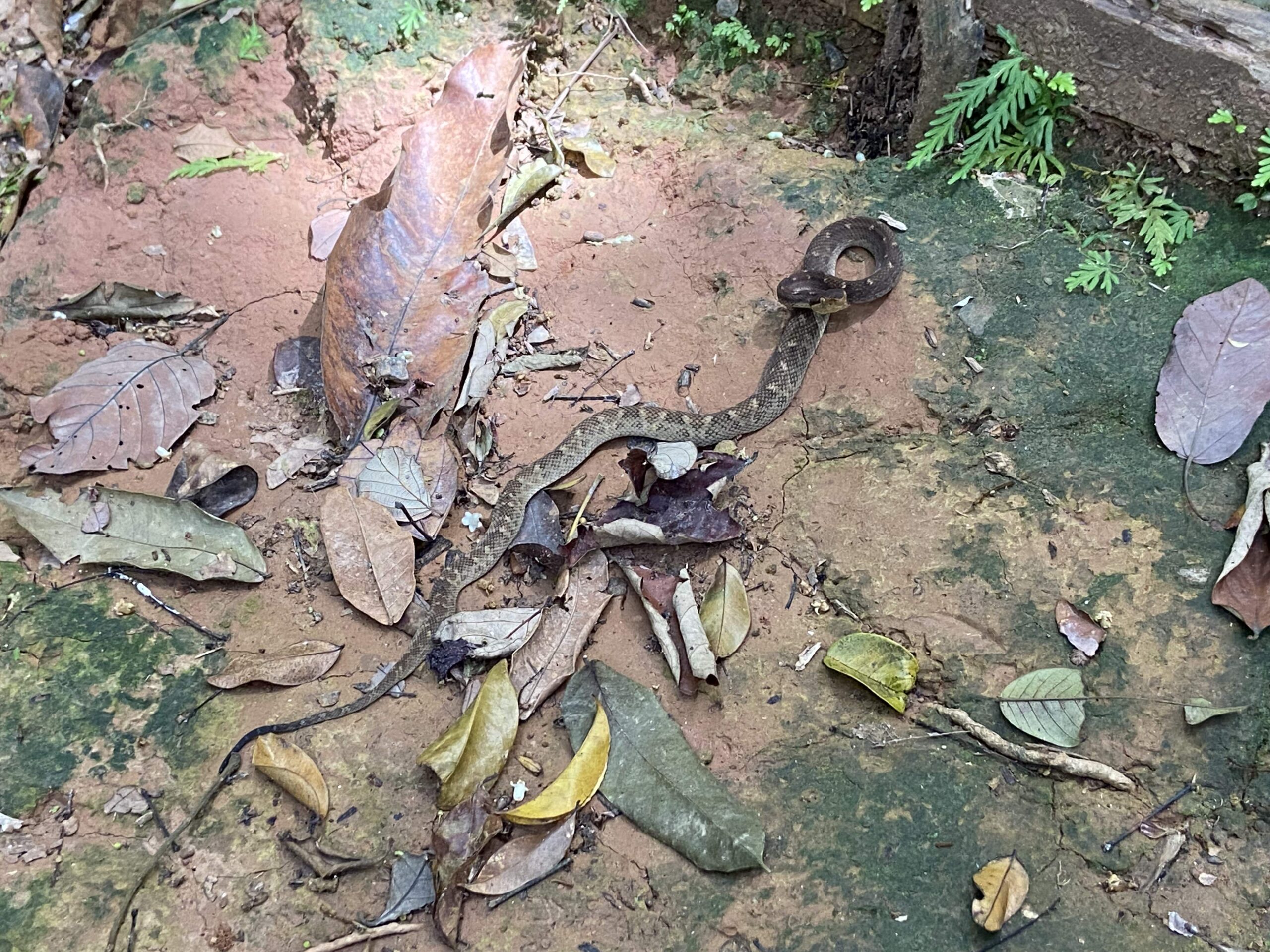 Pit Viper!