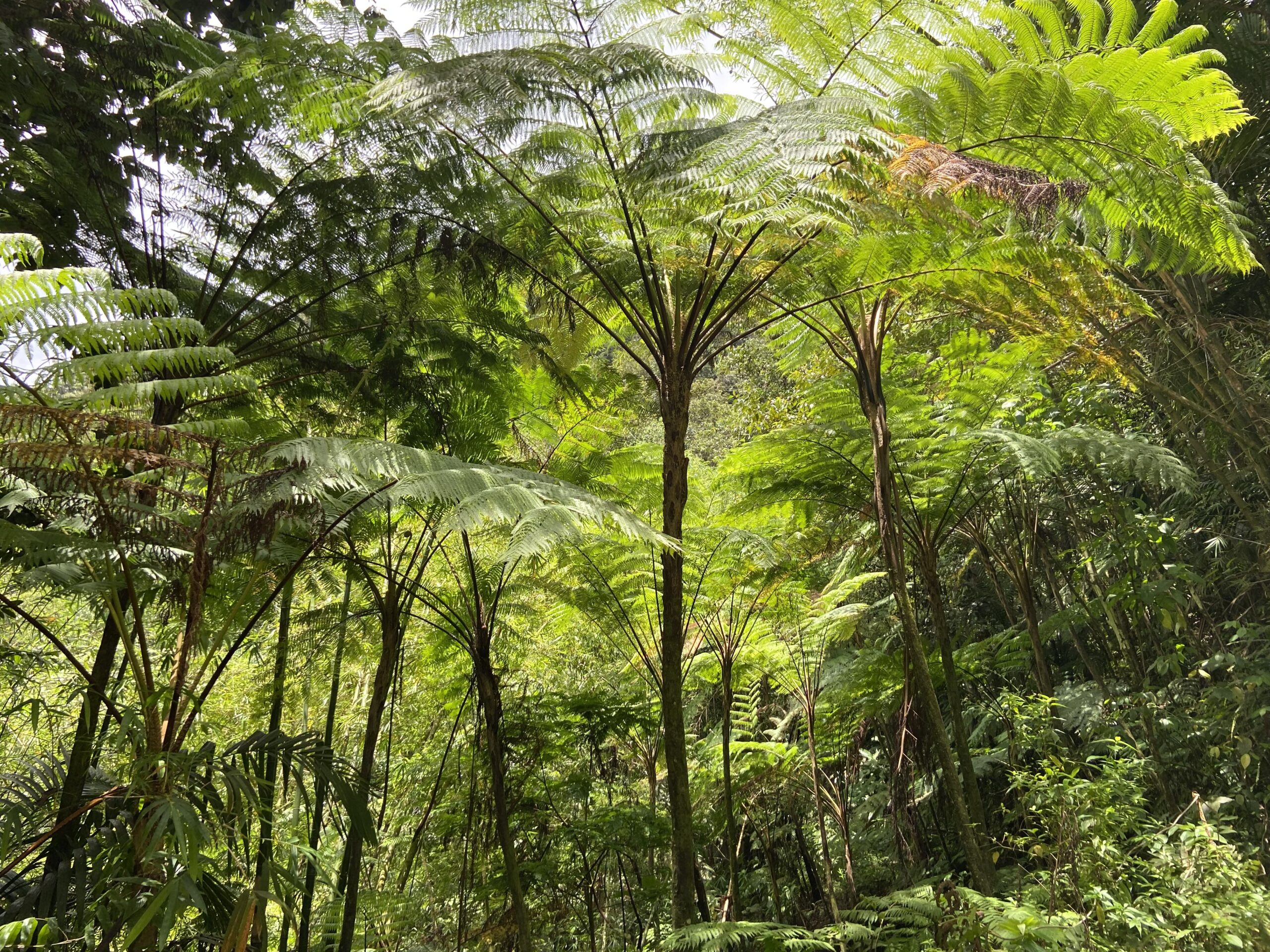 Piton Flore rainforest