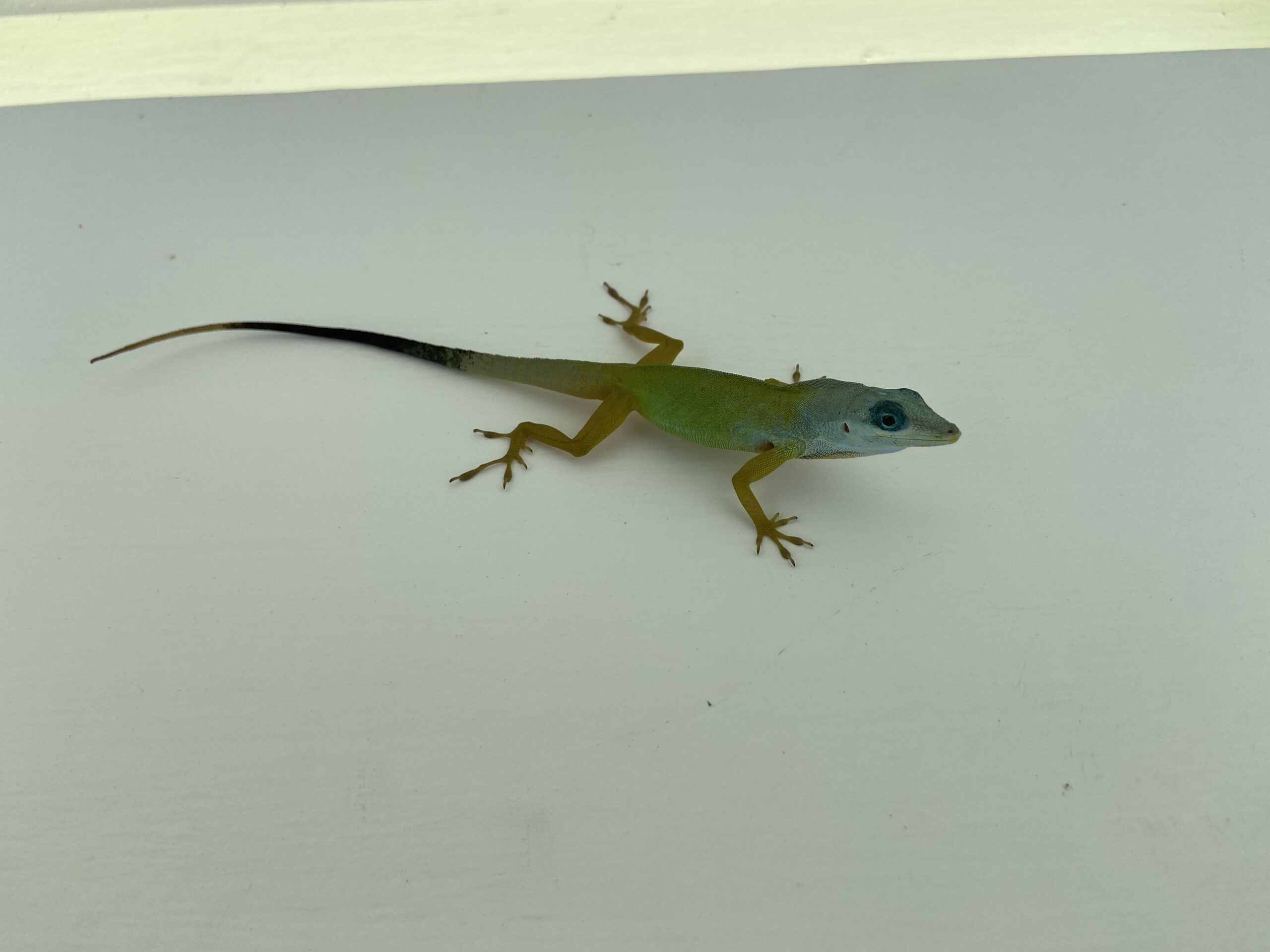 Big mascara lizard