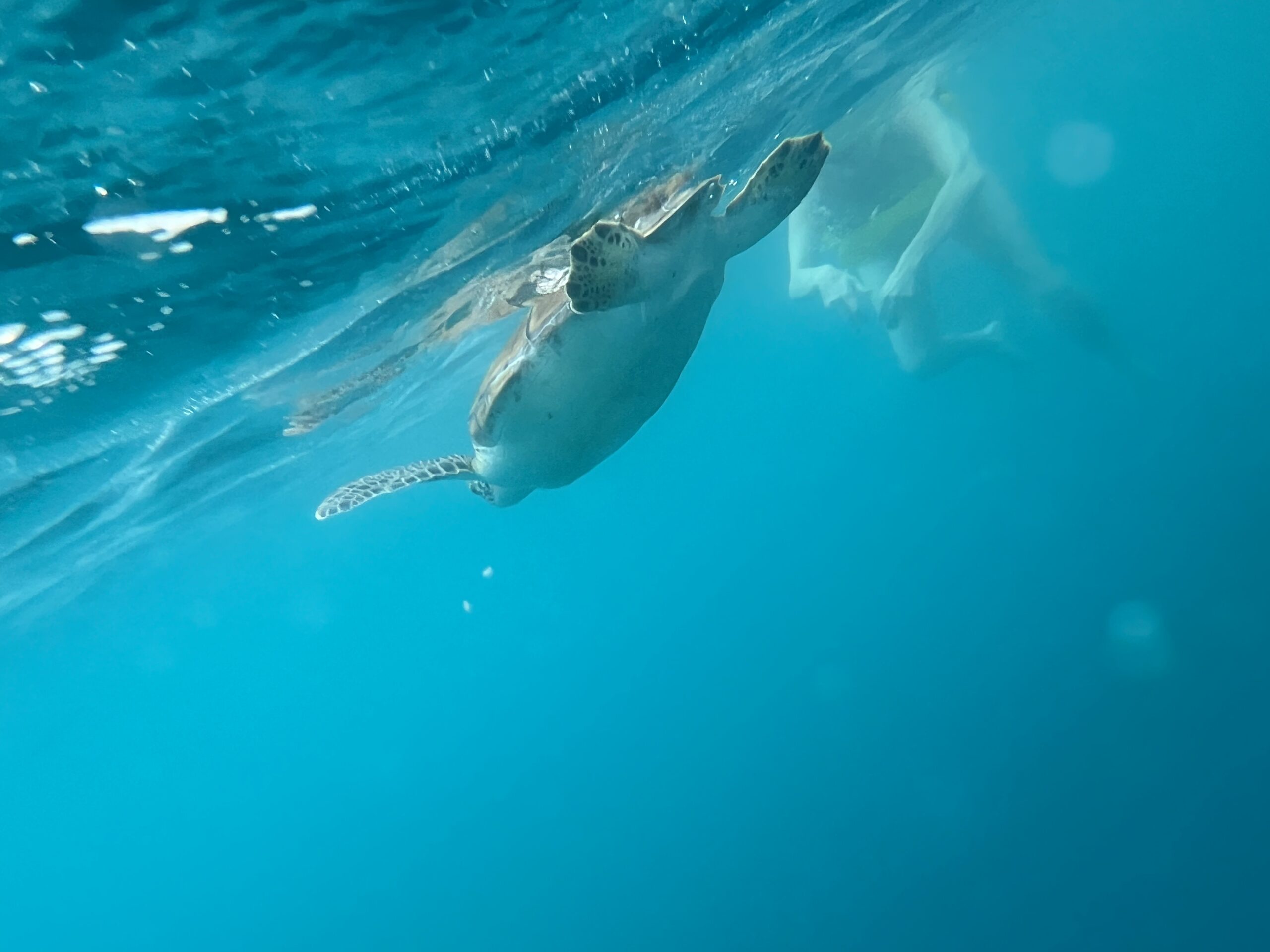 I found a turtle!