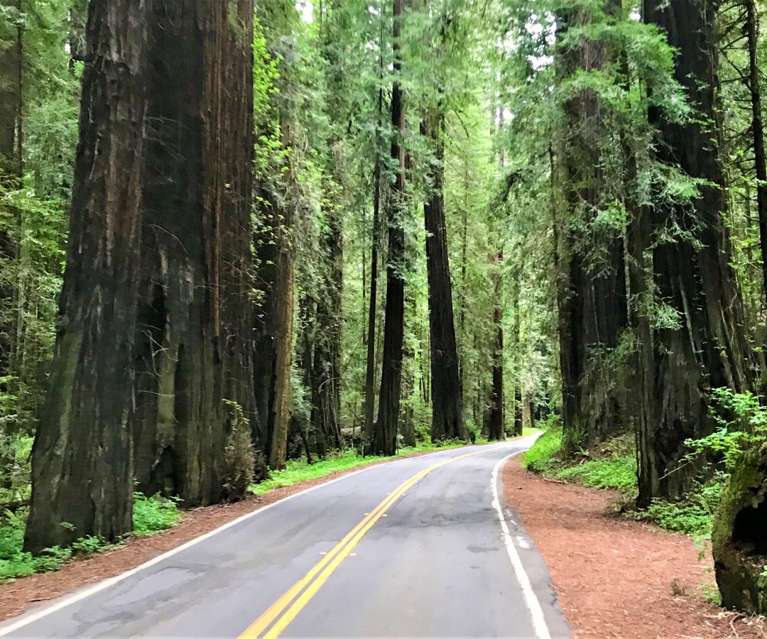 Avenue of Giants